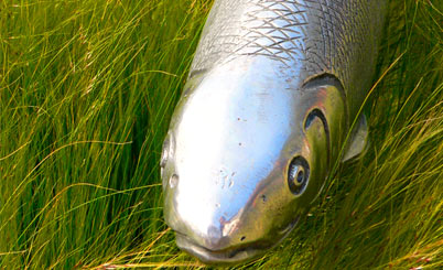 有没有直充的在线DDOS平台攻击